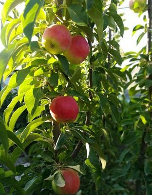سیب صادراتی منطقه ییلاقی کلارخان زیاران فیروزکوه