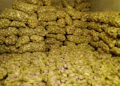 فروش سیب زمینی همدان سر زمین کیلویی 800 تومان