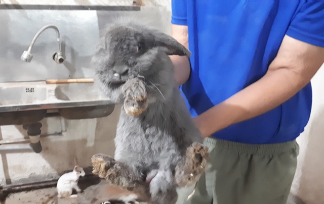 فروش خرگوش خانگی اندیمشک