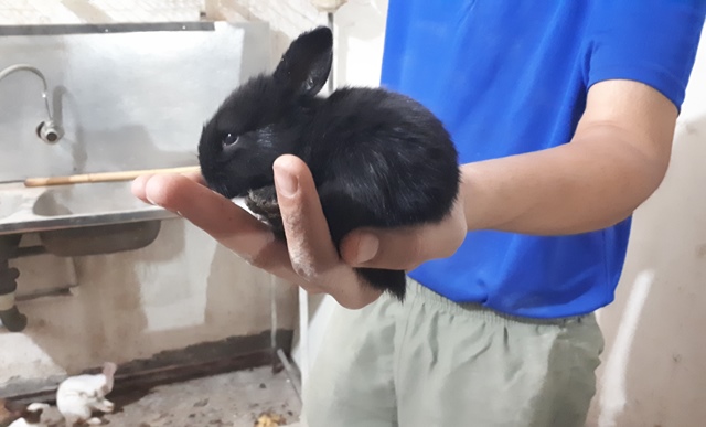فروش خرگوش خانگی اندیمشک
