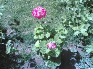 گل شمدانی