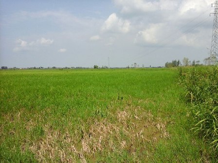 زمين كشاورزي جهت فروش برنج كاري متري 25000تومان شمال