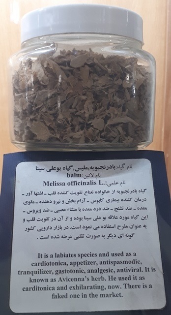 خواص بادرنجبویه