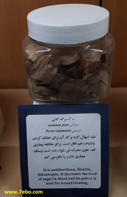 خواص درمانی برگ گلابی