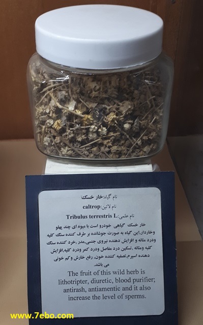 خواص درمانی خارخسک