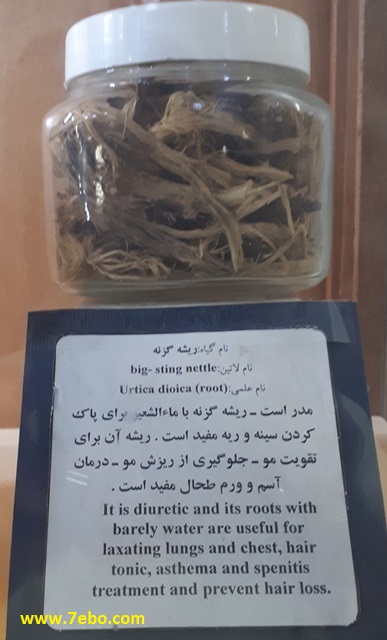 خواص درمانی ریشه گزنه