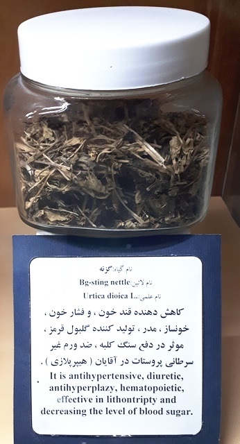 خواص درمانی گزنه