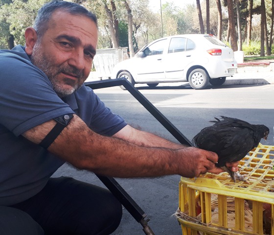 مرغ و خروس زنده جهت نذری تهران شهرری شهرک 13 آبان به مدیریت حسین مهرجو