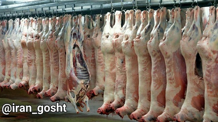 فروش عمده گوشت گوسفند و گوساله به تمام نقاط ایران و جهان