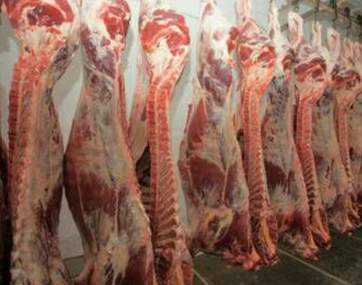 فروش عمده گوشت گوسفند و گوساله به تمام نقاط ایران و جهان