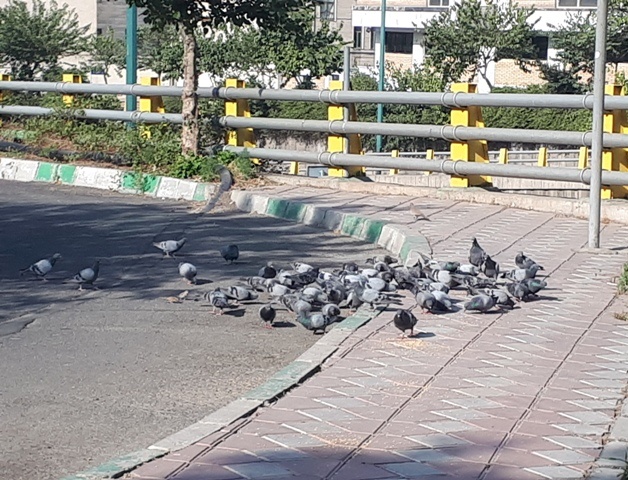 آقای حسینی در حال ریختن گندم تهران
