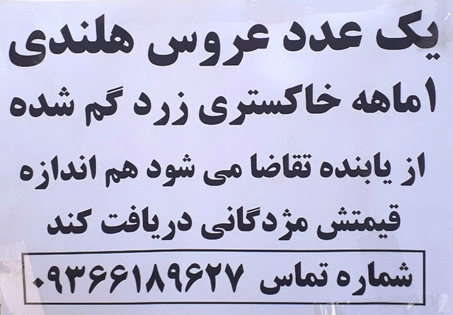 عروس هلندی گم شده مژدگانی دریافت کنید